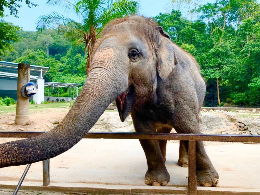 2 13 土 限定催行 特価 動物づくしの1日 カオキアオ動物園 とバンセーン海洋科学研究所 ブラパー大学水族館 バンコク発 タイ バンコク 現地ツアー