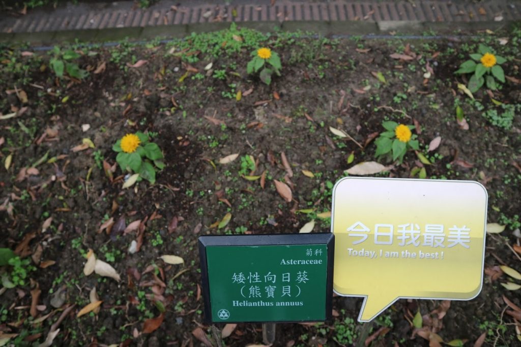 3月22日(水) 本日の台北 と 台北植物園