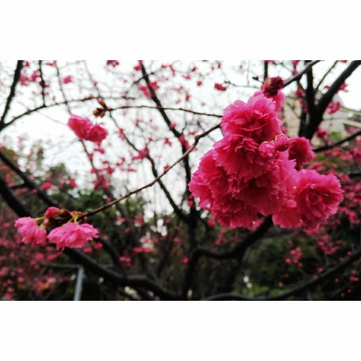 3月23日(木) 本日の台北