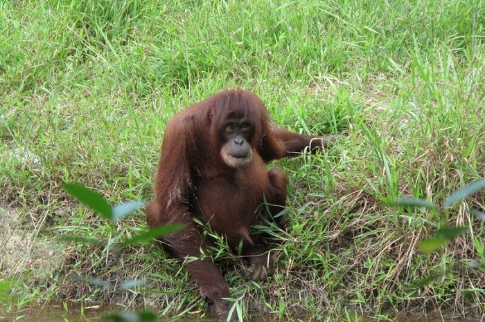 ボルネオ島にしか生息しないテングザルも マレーシアの動物園特集 コタキナバル クアラルンプール 観光情報 ブログ詳細 ウェンディーツアー