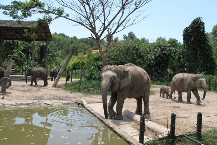 ボルネオ島にしか生息しないテングザルも マレーシアの動物園特集 コタキナバル クアラルンプール 観光情報 ブログ詳細 ウェンディーツアー