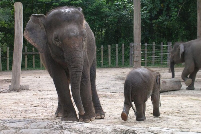 ボルネオ島にしか生息しないテングザルも マレーシアの動物園特集 コタキナバル クアラルンプール 観光情報 ブログ詳細 ウェンディーツアー