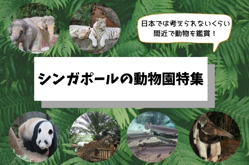 日本では考えられないくらい間近で動物を鑑賞 シンガポールの動物園特集 シンガポール 観光情報 ブログ詳細 ウェンディーツアー