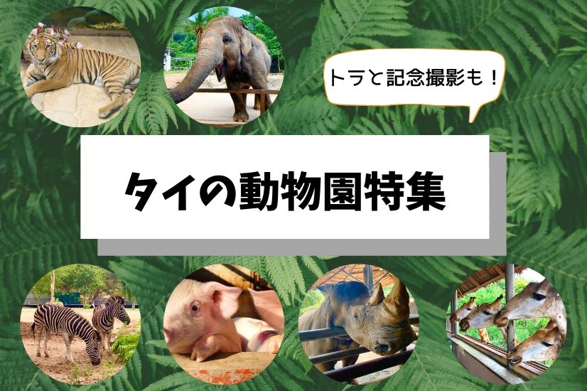 トラと写真撮影も タイ バンコク発の動物園特集 バンコク 観光情報 ブログ詳細 ウェンディーツアー