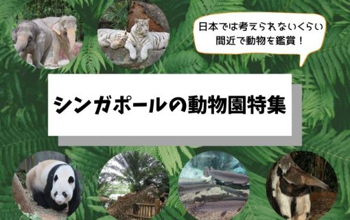 日本では考えられないくらい間近で動物を鑑賞！シンガポールの動物園特集【シンガポール・観光情報】