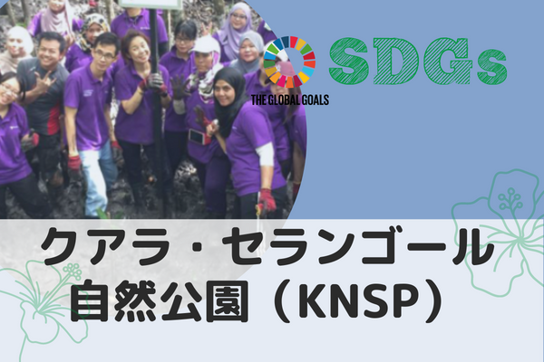 【マレーシア・クアラルンプール】旅 x SDGs KNSP自然公園~マングローブを守ろう~