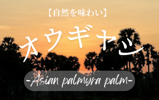 【自然を味わい】オウギヤシのこと－ご存知でしょうか⁇